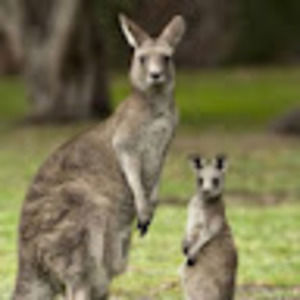 Meet your Posher, Alice